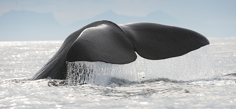 Whale watching
